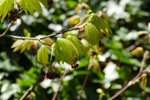 Acer palmatum Taki no Gawa     